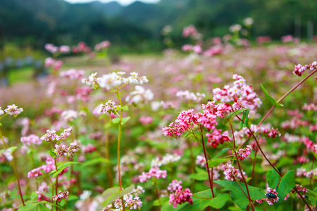 荞麦花什么季节开图片