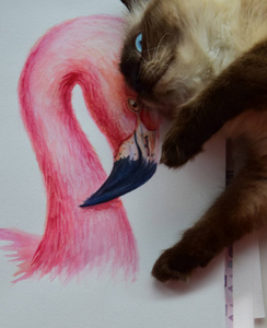 猫连体西伯利亚颜色点蓬松玩粉红色火烈鸟水彩
