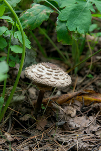 Macrolepiota procera 或环柄菇 procera 在森林里
