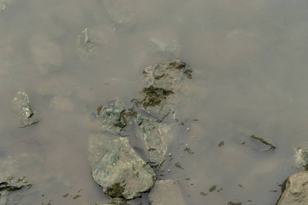 肮脏河流中带有苔藓的潮湿岩石盖