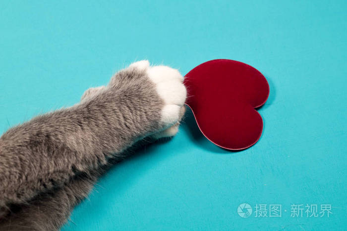 猫爪抓住了心脏