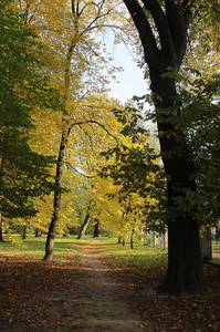 公园里的树木和秋天的景色