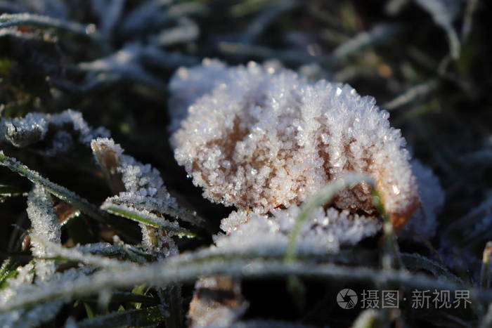 结霜的叶片表面纹理。森林早晨的冰霜冰。自然花卉图案背景。宏特写镜头
