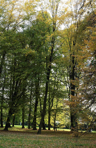 公园里的树木和秋天的景色