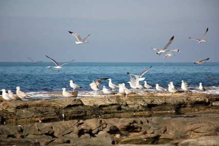 地中海沿岸的海鸥