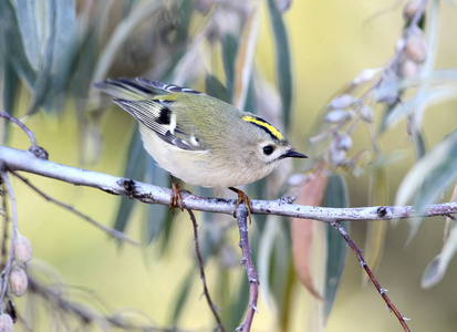 goldcrest 轩辕轩辕 在自然栖息地的关闭照片