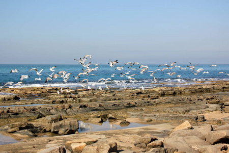 地中海沿岸的海鸥