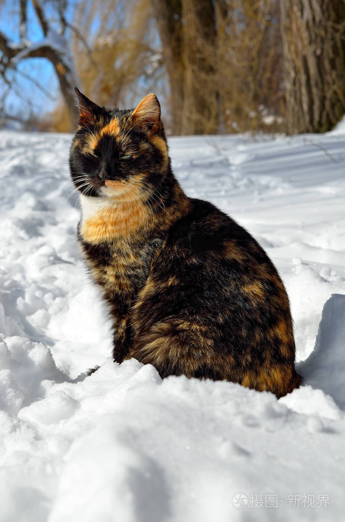 冬天年轻的猫坐在白雪上