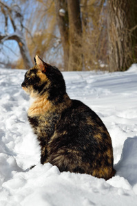 冬天, 年轻的猫坐在白雪上