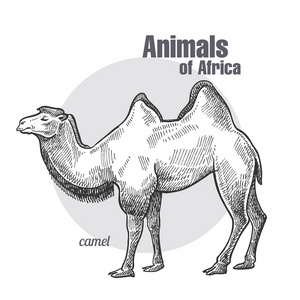 骆驼手绘。 非洲系列动物。 老式雕刻风格。 矢量艺术插图。 白色背景上的黑色图形隔离。 自然素描的对象。