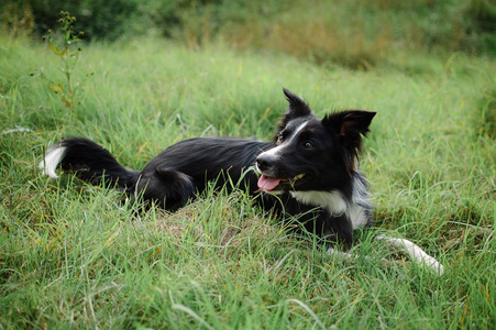 夏日的绿草上躺着一只黑白相间的大狗