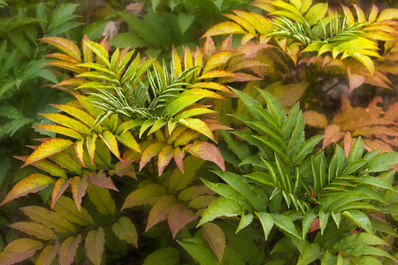 秋天五颜六色的蕨树叶图片