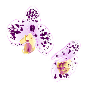 兰花蝴蝶兰斑点紫白色美丽的花朵特写隔离老式矢量插图可编辑