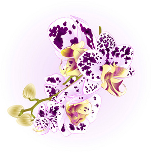 茎花和芽美丽的兰花蝴蝶兰斑点紫色和白色特写老式矢量可编辑插图