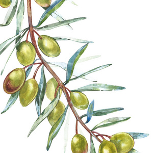 横幅与成熟黑和绿色橄榄在白色背景。设计橄榄油, 橄榄包装, 天然化妆品, 保健产品。与地方为文本