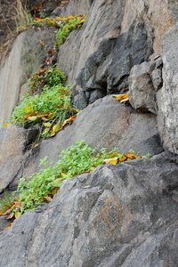 花岗岩背景植物石材抽象石材纹理环境问题构造板块断裂地震后果花岗岩岩石裂缝