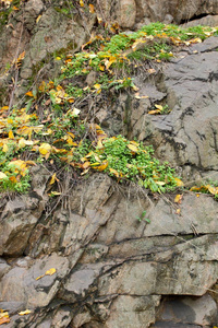 花岗岩背景植物石材抽象石材纹理环境问题构造板块断裂地震后果花岗岩岩石裂缝