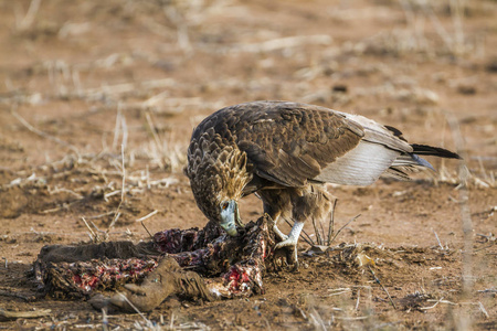 短尾鹰在南非克鲁格国家公园图片