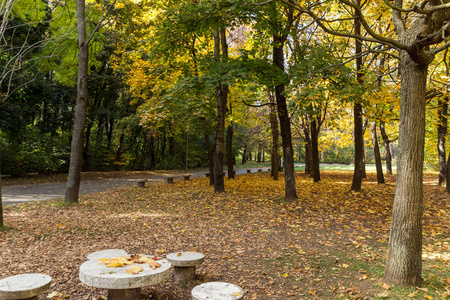 索非亚城市南公园的秋天风景与黄色树