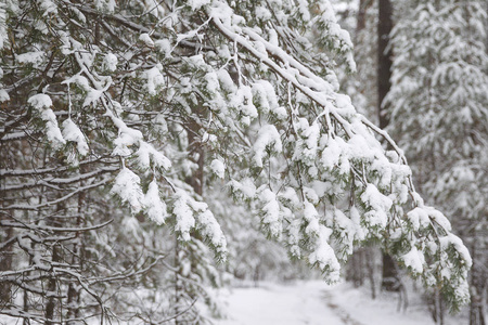 在第一场雪上穿过冬天的森林俄罗斯