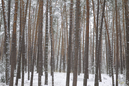 在第一场雪上穿过冬天的森林俄罗斯