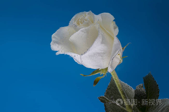 在蓝色背景上的白玫瑰