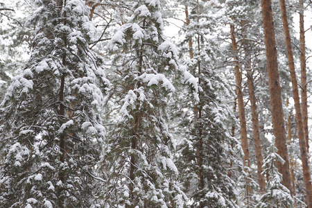 在第一场雪上穿过冬天的森林俄罗斯