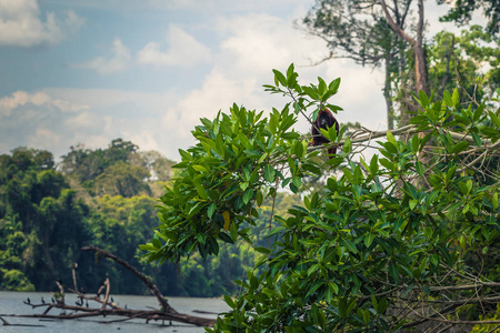 秘鲁马努国家公园2017年8月07日秘鲁马努国家公园亚马逊雨林中的嚎叫猴子