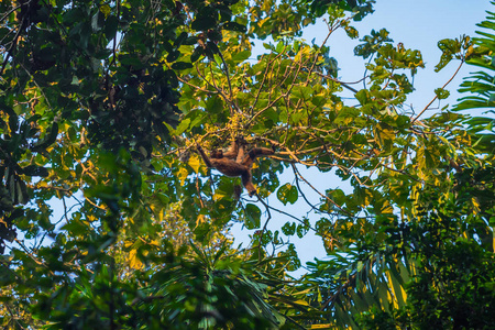 秘鲁马努国家公园2017年8月08日秘鲁马努国家公园亚马逊雨林中的毛猴
