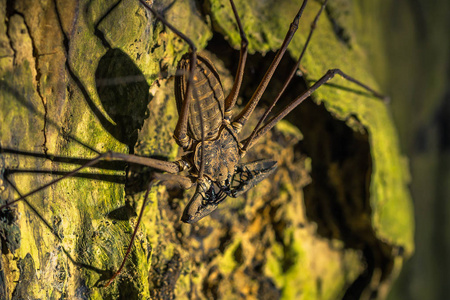 秘鲁马努国家公园2017年8月07日秘鲁马努国家公园亚马逊雨林黑暗中的巨型蝎子蜘蛛