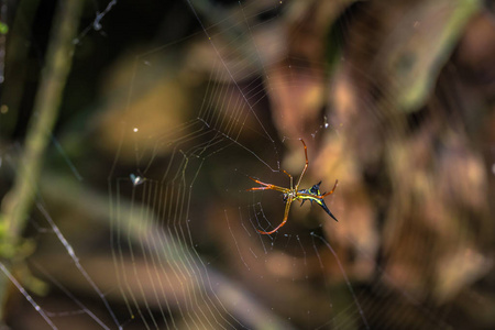 秘鲁马努国家公园2017年8月07日秘鲁马努国家公园亚马逊雨林中的野生黄蜘蛛
