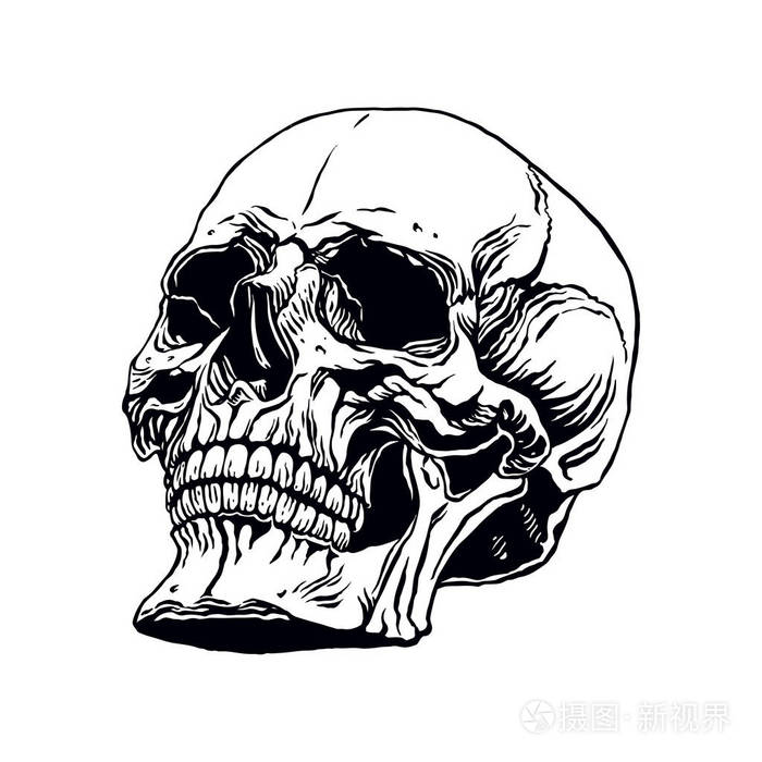 手绘制人类头骨插画-正版商用图片1014jf-摄图新视界