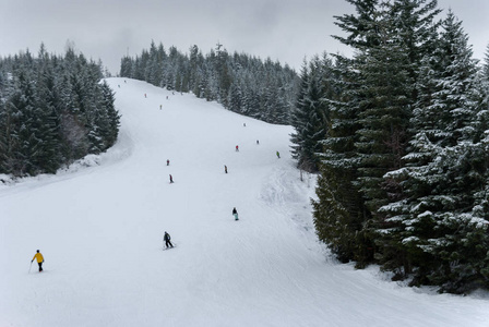 滑雪者和滑雪走下一棵树在惠斯勒运行