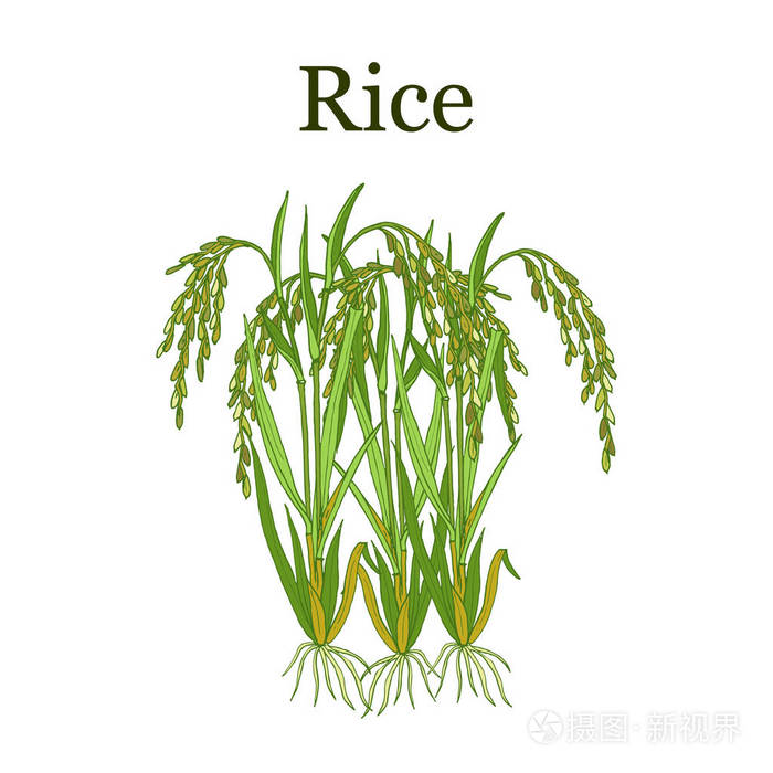 水稻植株矢量图解插画-正版商用图片10165r-摄图新视界