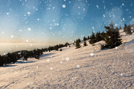 冬季景观与冷杉树, 雪花