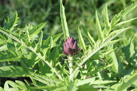 幼小的紫芋植物生长在一个领域
