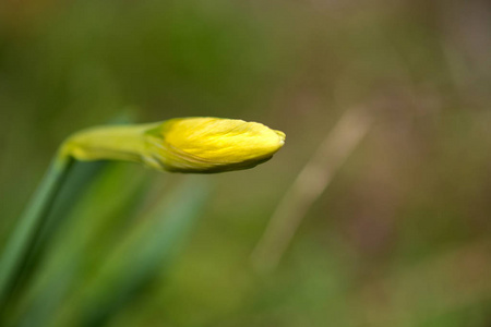 早春花园开花水仙