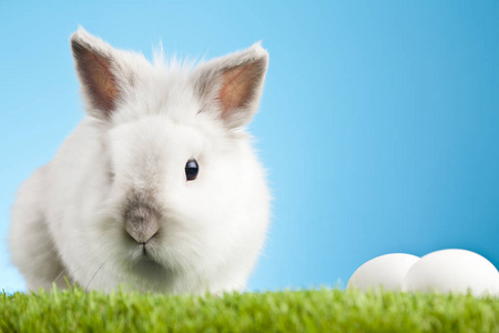 可爱的复活节兔子和复活节彩蛋。