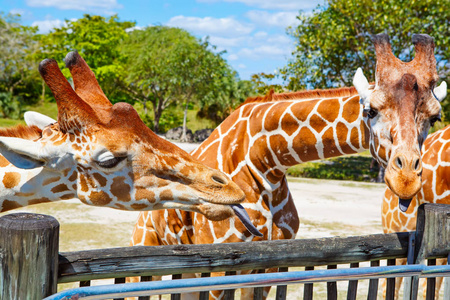 在野生动物园的长颈鹿。美丽的野生动物