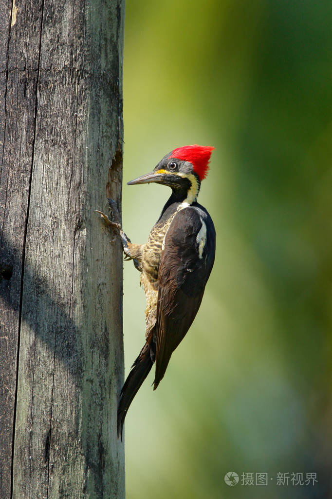 坐在树枝上的线型啄木鸟照片-正版商用图片1018om-摄图新视界