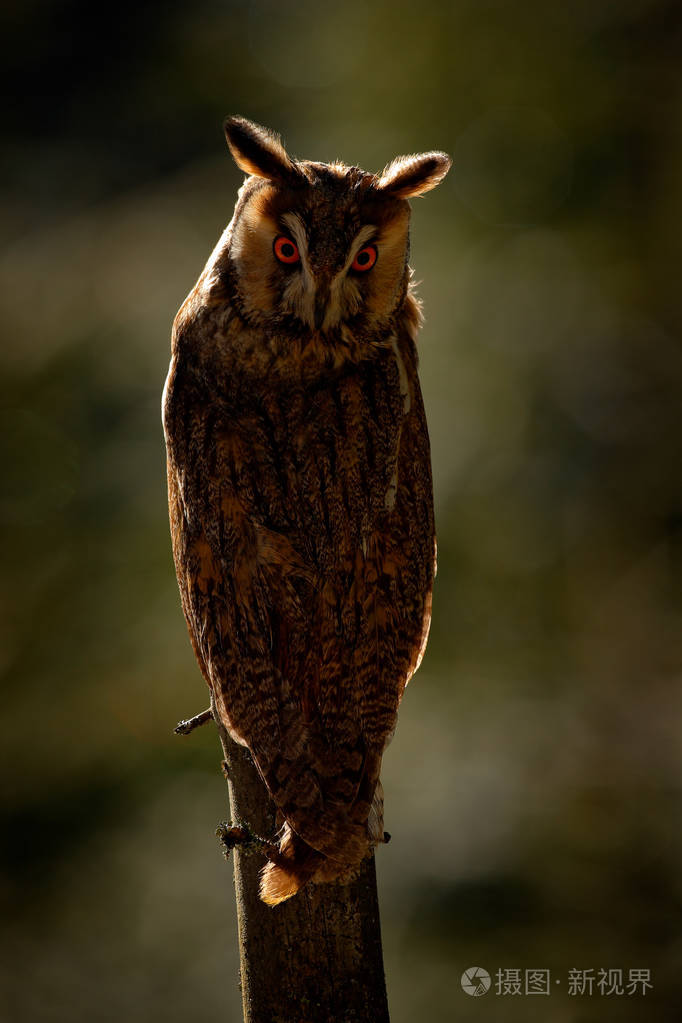 长耳猫头鹰落在树枝上