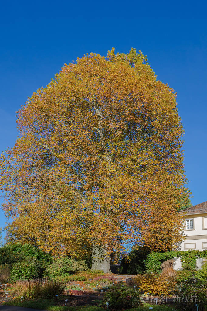 霍恩海姆公园的秋树