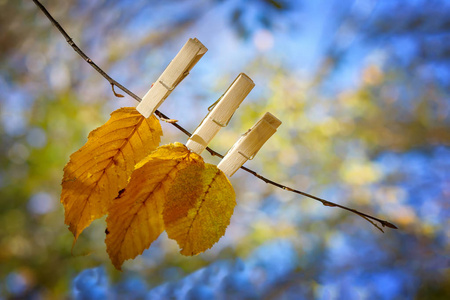 秋天的叶子在一根有木夹子的树枝上