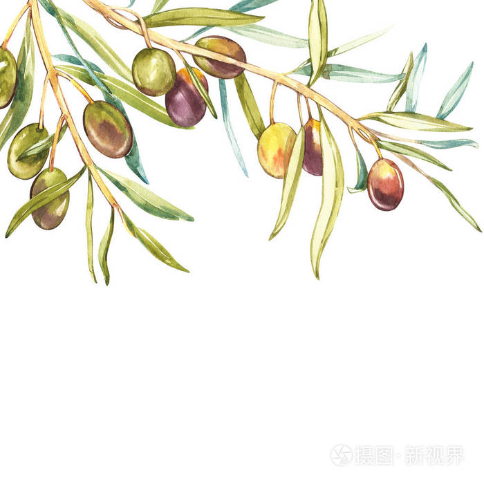 水彩写实插图的黑色和绿色橄榄树枝孤立的白色背景。橄榄油, 天然化妆品, 保健产品的设计