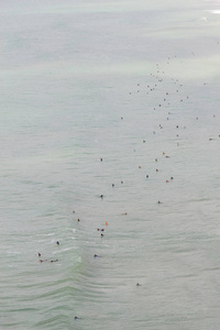 冲浪者在 Costao 做 Santinho 海滩