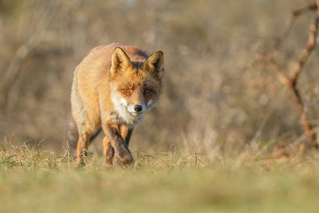 在阳光明媚的秋日，大自然中的红狐