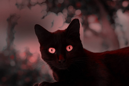 黄色的眼睛黑猫图片