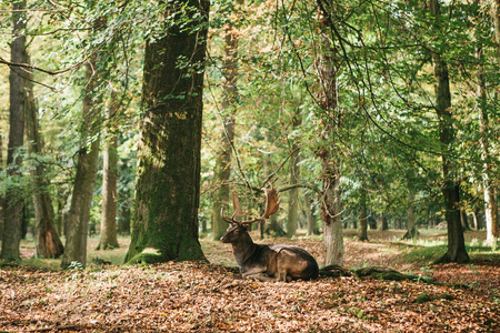 有角的一只美丽的野鹿躺在树林中的秋天森林里照片
