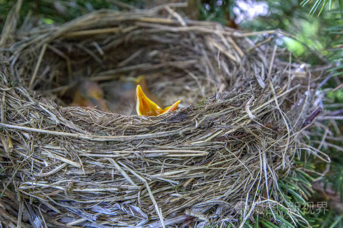 鸟在鸟巢里张开嘴图尔杜斯皮拉里斯猫鸟在自然界的巢穴