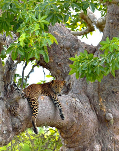 树上的豹子. 斯里兰卡豹(潘切拉帕图斯科提亚)照片